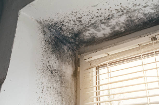 Affordable Black Mold Remediation solutions in Grifton, NC